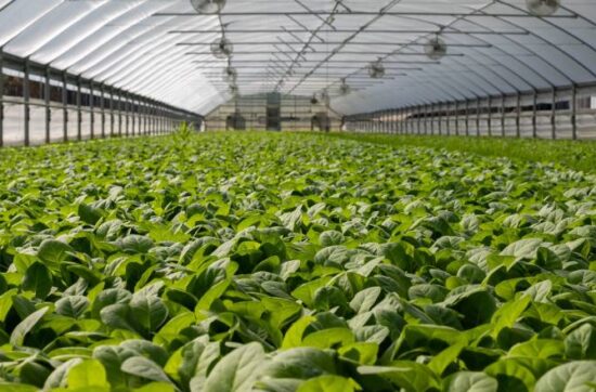 Post Graduate Diploma In Agriculture