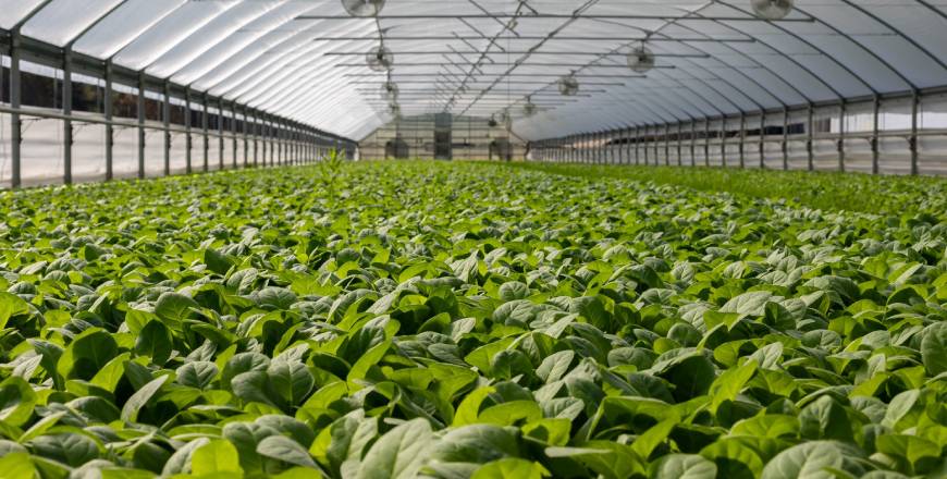 Post Graduate Diploma In Agriculture