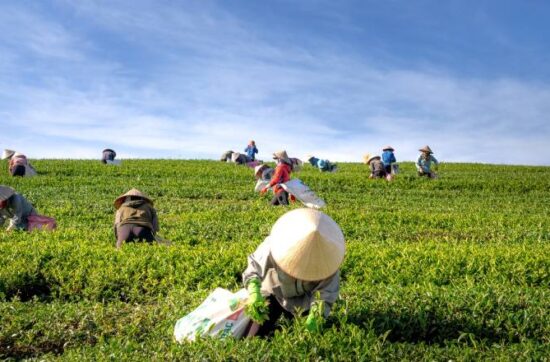 Post Graduate Diploma in Livelihoods and Food Security