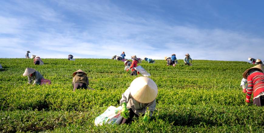 Post Graduate Diploma in Livelihoods and Food Security